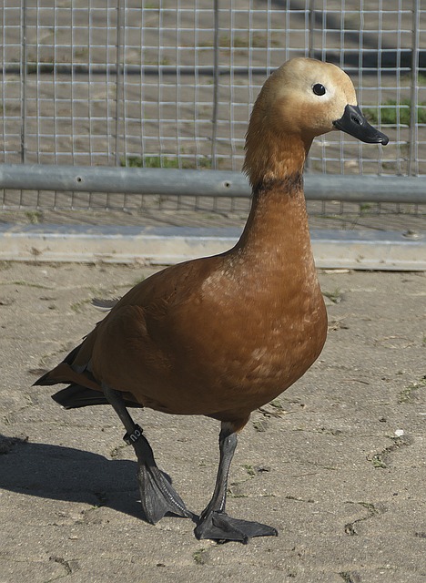 与执行提供